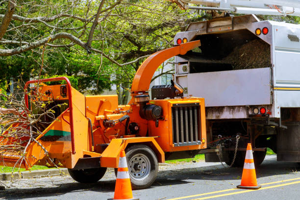 Trusted Capac, MI  Tree Services Experts